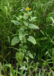 Image result for Verbesina encelioides