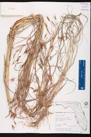 Image result for Hyparrhenia gazensis