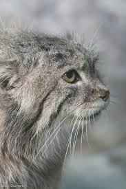 pallas cat pallas s cat small wild cats wild cat species