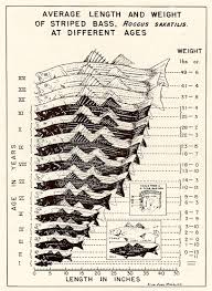 average length and weight of striped bass at different ages