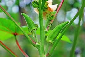 オクラの栽培 種まき 苗植え プランターの育て方は Horti ホルティ By Greensnap