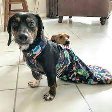 pin on drag bags scoot sacks for disabled pets