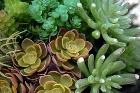 Orange flowers are known to suggest feelings of enthusiasm and excitement for what lies ahead. White Spots On Succulents Gardential Com