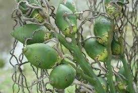 A mukim is a type of administrative division used in brunei, indonesia, malaysia and singapore. Buah Pinang For Health Therapy Steemit