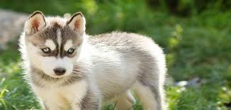 Usta Bir Sekilde Sibirya Kurdu Husky Nasil Egitilir