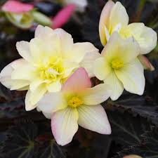 Image result for Begonia iucunda