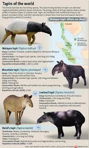Image Result For Lowland Tapir With Calf Tapir Animals Perissodactyla