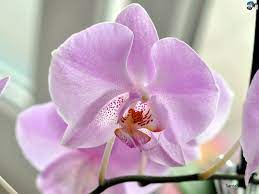 Orchids Orchids Flowers Trees To Plant
