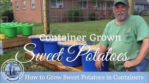 Or if you plan to plant the edible sweet potatoes in the ground, then the slips also can be started in seedling pots. How To Grow Sweet Potatoes In Containers Part 1 Of 3 Youtube