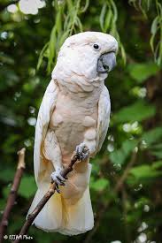 Image result for parrot