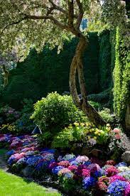 Mixed Spring Border Of Daffodils And Painted Daisies Pericallis Under Flowering Apple Tree May Butchart Ga Beautiful Gardens Flower Garden Gorgeous Gardens