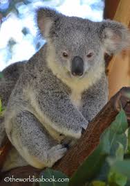 Koala Cuddling And Kangaroo Feeding At Lone Pine Koala Sanctuary Www Theworldisabook Com Brisbane Australia Fam Lone Pine Koala Sanctuary Koala Koala Bear