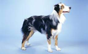 Nyah jagodowe bory x braitas baltasis slenis 11/2020. Australian Shepherds Burke S Backyard