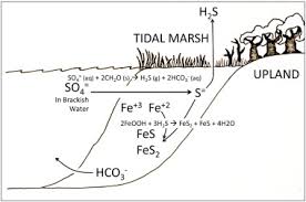 Gardeners.com has been visited by 10k+ users in the past month Historical Developments In The Understanding Of Acid Sulfate Soils Sciencedirect