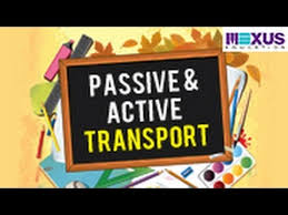 You may also see proteins in the. Passive And Active Transport Youtube