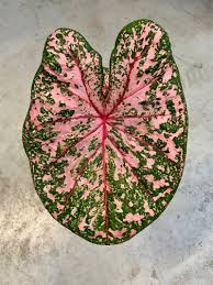 Caladium Pink Beauty Plantae Plantas Com Folhagem Ilustracao Botanica
