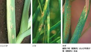 さび病 病害データベース 種苗事業部 武蔵野種苗園
