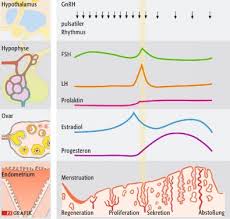 Wir klären dich auf über ursachen, symptome und behandlungsmöglichkeiten. Selbstmedikation Bei Pms Die Last Mit Den Tagen Vor Den Tagen Pta Forum