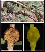 Image result for pseudomonas savastanoi pv nerii oleander symptoms