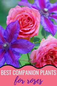 Best flowers that go with roses. 11 Best Companion Plants For Roses