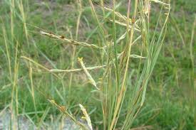 Image result for Hyparrhenia rudis