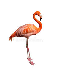 Pink Flamingo On White Background Ad Flamingo Pink Background White Ad Flamingo Pictures Flamingo Flamingo Facts
