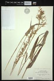 Image result for Cymbopogon pospischilii