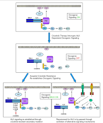 Image result for ALK Inhibitor