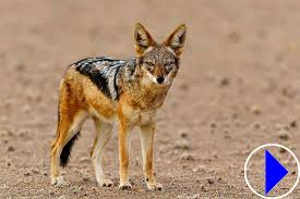 Fighter is freed to help stop a brutal, seemingly faceless assassin from completing his next job. Live Animal Webcam Black Backed Jackals Namibia