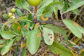 Image result for Pycreus fibrillosus