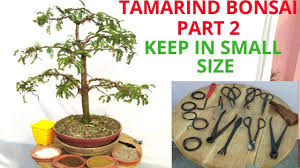 Watering, pruning, placement, fertilizing, repotting, dealing with diseases in this section we are going to talk about a very important subject: One Garden Tamarind Bonsai Pruning And Fertilizer For Beginners Part 2 Facebook