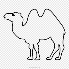 Tish rabe is a bestselling author who has written over one hundred and sixty children's books, including titles for the cat in the hat knows about that!, sesame street, blue's clues, disney, clifford the big. Dromedary Bactrian Camel Coloring Book Drawing Camello Mammal Fauna Png Pngegg