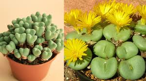 Image result for Biophytum crassipes