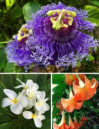 Some flowers may look beautiful, but you will definitely hold your nose when you get closer to them. 14 Easy To Grow Fragrant Tropical Flowering Plants Dengarden