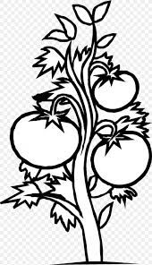 Cream and black plant forms on fabric, wallpaper, and gift wrap. Tomato Plant Black And White Vegetable Clip Art Png 1969x3420px Tomato Art Artwork Bell Pepper Black