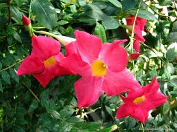 Image result for mandevilla obrázek