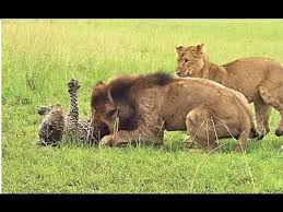 The Best You Can See About Lion 39 S Life Nat Geo Hd Youtube Leopard