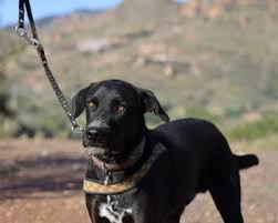 Die zucht ist klein und besteht nur aus auserwählten spitzenhunden. Labrador Retriever Anzeigen 75 Hunde In Der Vermittlung