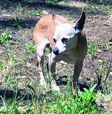 In my opinion, it time to euthanize your dog is they are in pain that cannot be managed with pain medications from your vet, or when they do not seem to enjoy life anymore. Pet Euthanasia Gone Wrong Whole Dog Journal