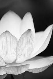 Best Black And White Nature Photos 