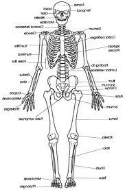 There are four main categories of bones: Drawing Easy Simple Skeletal System Diagram Novocom Top