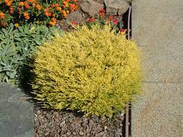 Maybe you would like to learn more about one of these? Coleonema Pulchellum Sunset Gold