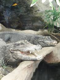 Jun 17, 2021 · 動物園ではワニの状態を慎重に観察して体調に問題がなければ6月26日から一般に公開することにしています。 白輪剛史園長は、「2年前から来てほしいと思っていたワニが無事到着し感無量です。 ã‚ã« ä¸Šé‡Žå‹•ç‰©åœ' By Asuka Id 5216664 å†™çœŸå…±æœ‰ã‚µã‚¤ãƒˆ Photohito