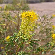 Image result for Cleomaceae