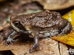 Image result for Pycreus africanus