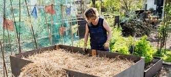Kartoffeln Anbauen Auf Stroh Kaum Aufwand Kein Unkraut Kein Giessen In 2020 Kartoffeln Anbauen Garten Anpflanzen Kartoffeln Pflanzen
