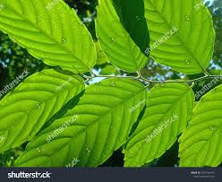 Image result for Maesopsis eminii