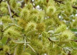 Image result for Combretum