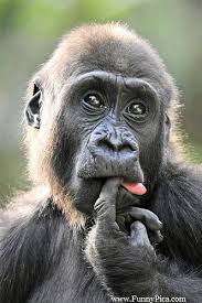 Funny Monkeys Funny Monkey Picture 056 Funnypica Com Funnypica Com Monkeys Funny Funny Monkey Pictures Monkey Pictures