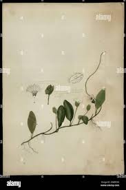 Image result for Aniseia martinicensis